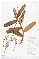 登錄號:BS05430藏品圖，第1張