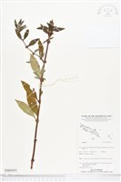 登錄號:BS05431藏品圖，第1張