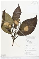 登錄號:BS05432藏品圖，第1張