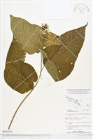 登錄號:BS05433藏品圖，第1張