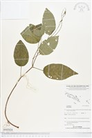 登錄號:BS05434藏品圖，第1張