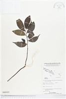 登錄號:BS05435藏品圖，第1張