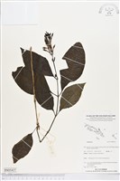 登錄號:BS05437藏品圖，第1張