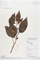登錄號:BS05439藏品圖，第1張
