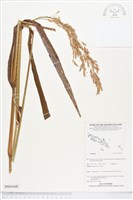 登錄號:BS05440藏品圖，第1張