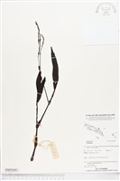 登錄號:BS05445藏品圖，第1張