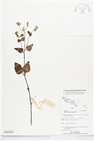 紫花霍香薊藏品圖，第1張