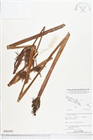 登錄號:BS05449藏品圖，第1張