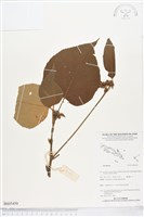 登錄號:BS05450藏品圖，第1張