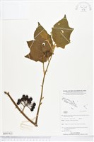 登錄號:BS05451藏品圖，第1張