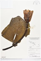 登錄號:BS05454藏品圖，第1張