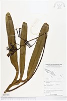 登錄號:BS05455藏品圖，第1張