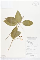 登錄號:BS05456藏品圖，第1張