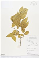 登錄號:BS05459藏品圖，第1張