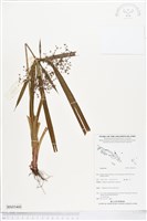 登錄號:BS05460藏品圖，第1張