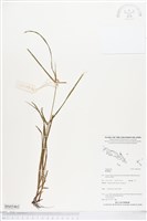 登錄號:BS05462藏品圖，第1張