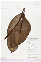 紅花美人蕉藏品圖，第1張