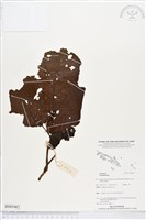登錄號:BS05467藏品圖，第1張