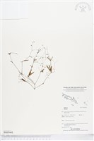 登錄號:BS05468藏品圖，第1張