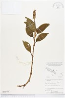 登錄號:BS05473藏品圖，第1張