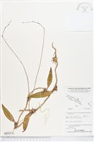 登錄號:BS05474藏品圖，第1張