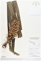 登錄號:BS05478藏品圖，第1張