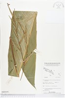 登錄號:BS05479藏品圖，第1張