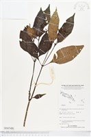 登錄號:BS05480藏品圖，第1張