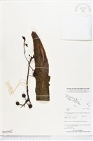 登錄號:BS05482藏品圖，第1張