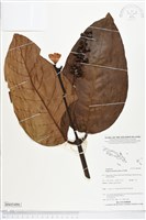 登錄號:BS05486藏品圖，第1張