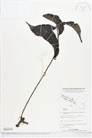 登錄號:BS05491藏品圖，第1張