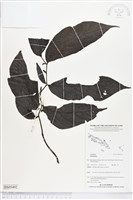 登錄號:BS05492藏品圖，第1張