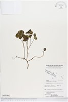 登錄號:BS05495藏品圖，第1張