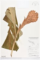 登錄號:BS05498藏品圖，第1張