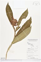 絹毛鳶尾、閉鞘薑藏品圖，第1張