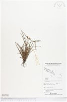 登錄號:BS05500藏品圖，第1張