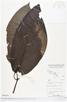 登錄號:BS05501藏品圖，第1張