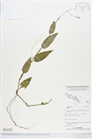 登錄號:BS05502藏品圖，第1張