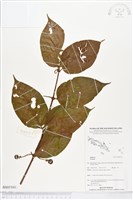 登錄號:BS05503藏品圖，第1張