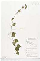 登錄號:BS05504藏品圖，第1張
