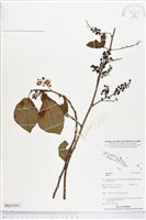 館號:BS05505藏品圖，第1張