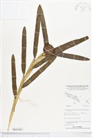 登錄號:BS05506藏品圖，第1張