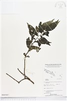 登錄號:BS05507藏品圖，第1張