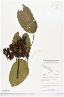 館號:BS05508藏品圖，第1張