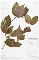 館號:BS05509藏品圖，第1張