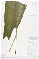 登錄號:BS05512藏品圖，第1張