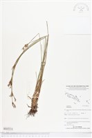 登錄號:BS05514藏品圖，第1張