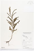 登錄號:BS05515藏品圖，第1張