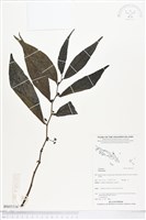 登錄號:BS05516藏品圖，第1張
