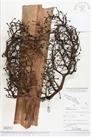 登錄號:BS05517藏品圖，第1張